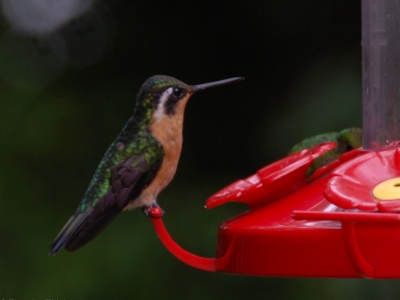 costa-rica-2
