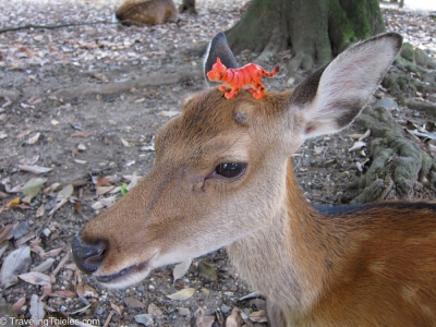 2011-kyoto-nara-30