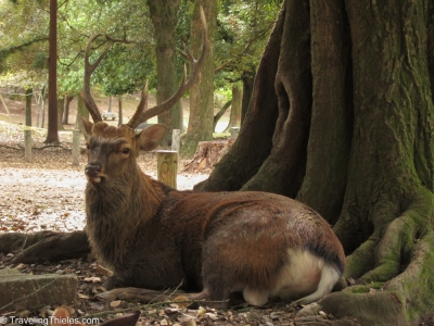 2011-kyoto-nara-31