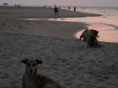 2011-goa-4