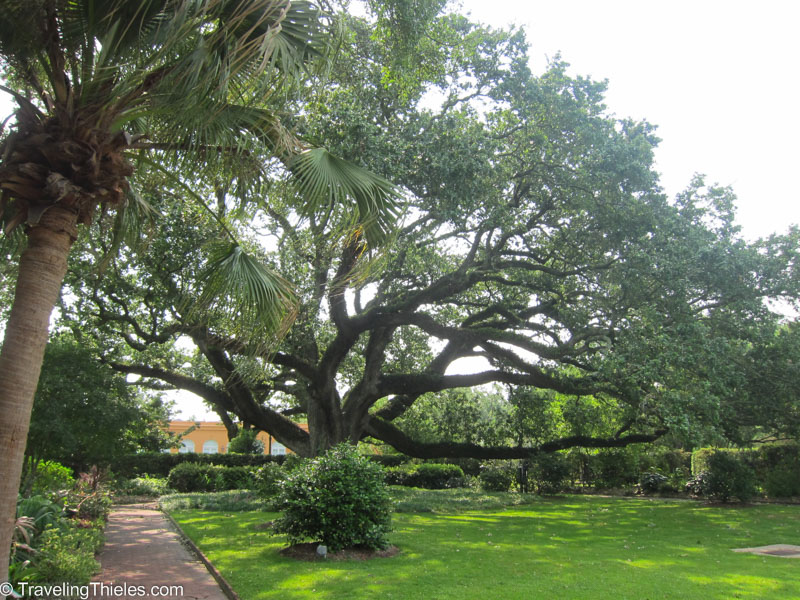 City botanical garden - beautiful spanish oaks