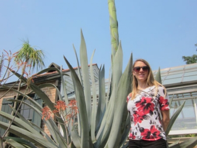 Century plant and 3 decade organism