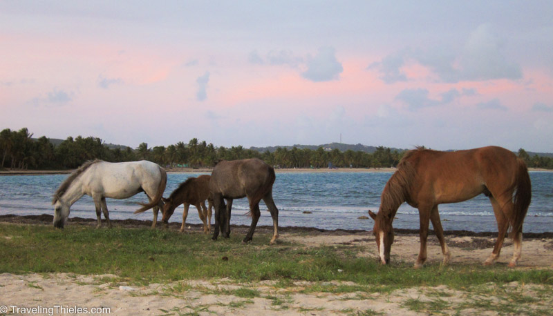 Wild horses at sunset