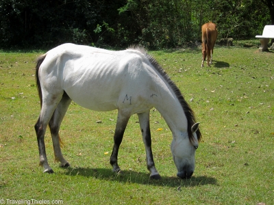 wild? horses