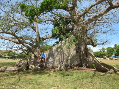 Centuries old Ceiba tree