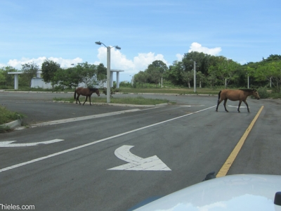 Horse crossing in abandoned parking lot