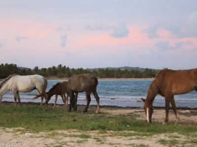 Wild horses at sunset