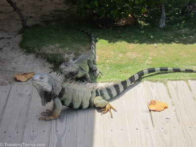 Freakin huge iguanas on Palomino island near El Conquistador