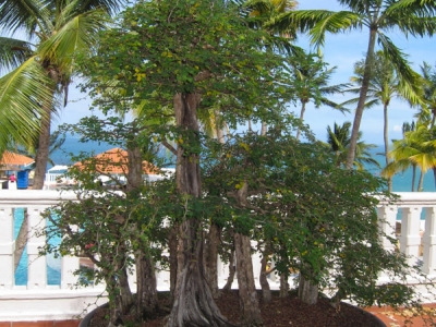 Bonsai trees