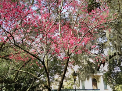 Savannah-10