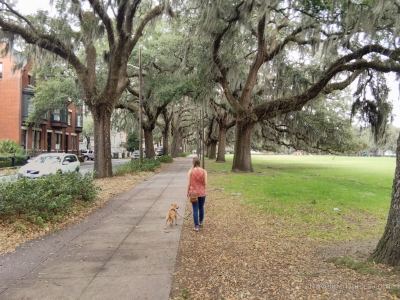 Savannah-7