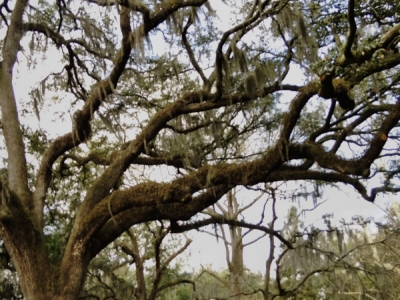 Savannah-9