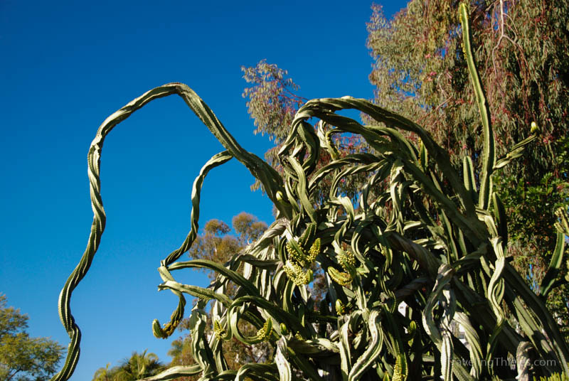 Cactus in Balboa park