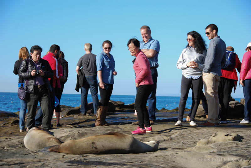 Tourists taking photos of seals