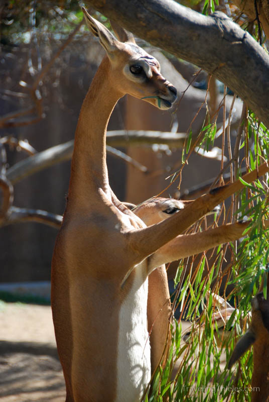 This cute critter from Africa reminded us of Nick 