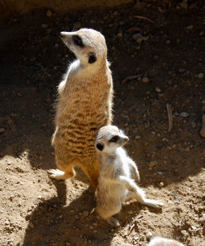 Meerkats on the lookout