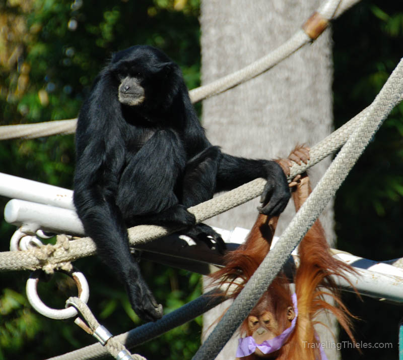 We enjoyed watching these apes - the baby Orangutan was a hoot.