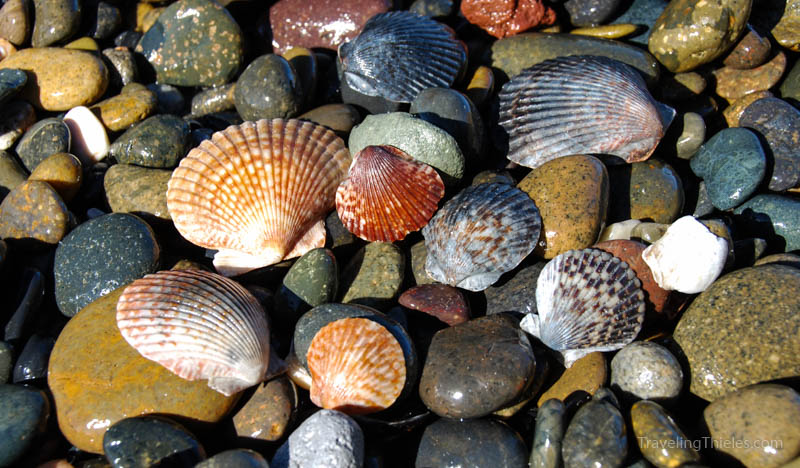 Some neat shells that we wanted to bring home but took a souvenir photograph of instead.