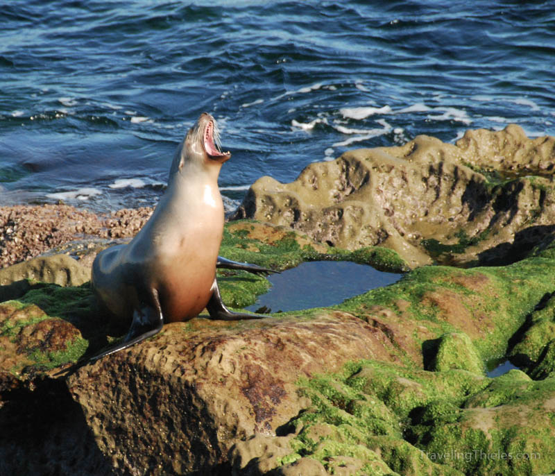 Lone seal