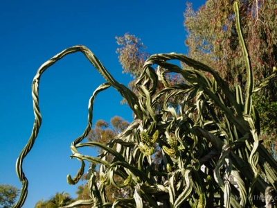 Cactus in Balboa park