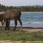 Vieques, Puerto Rico – April 2015