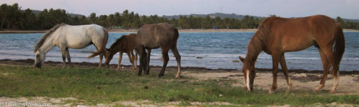 Vieques, Puerto Rico - April 2015